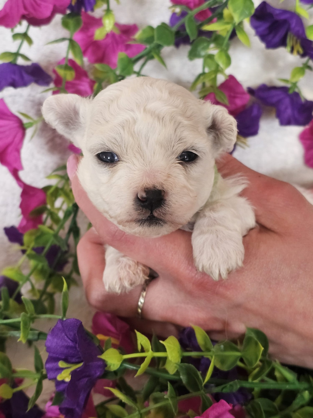 Du Royaume Des Quatre Pattes - Chiots disponibles - Bichon Frise