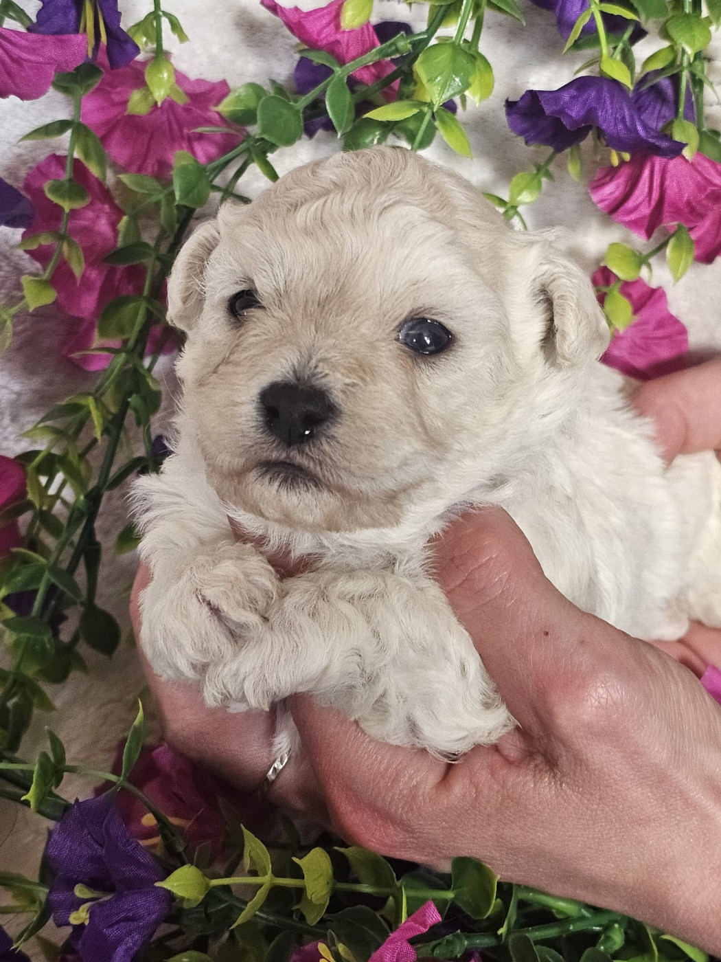 Du Royaume Des Quatre Pattes - Chiots disponibles - Bichon Frise