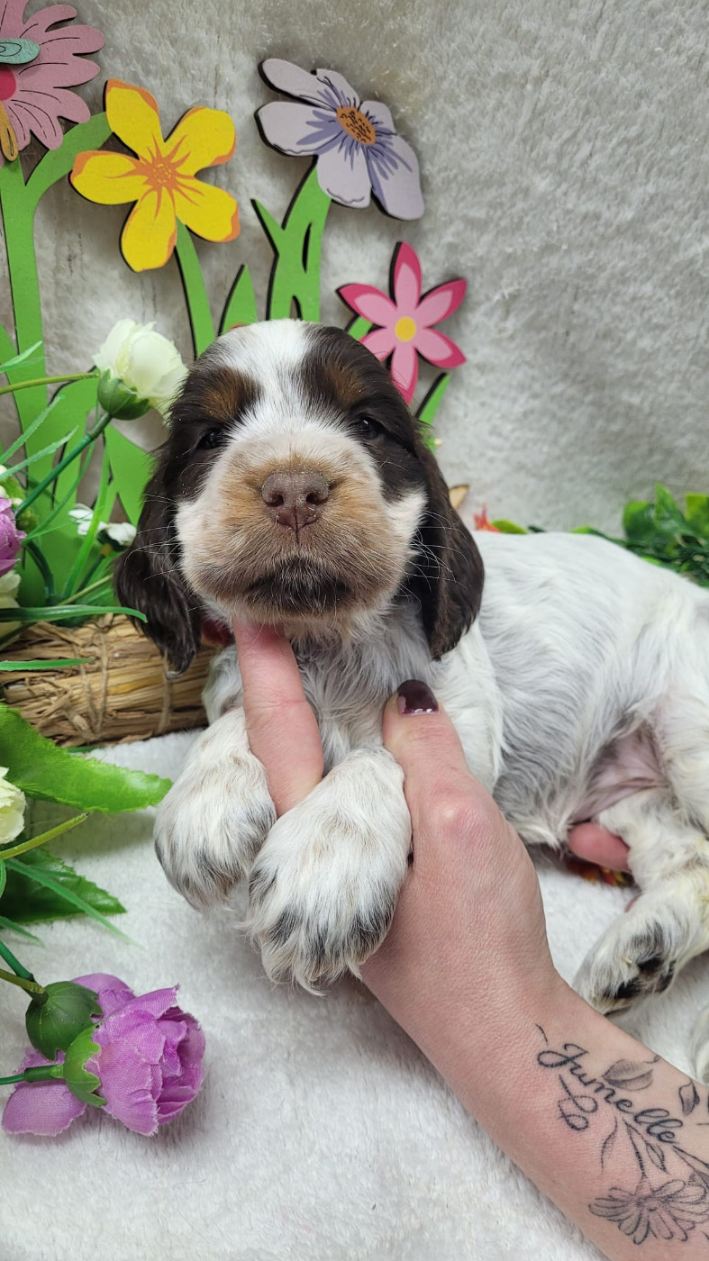 Du Royaume Des Quatre Pattes - Chiots disponibles - Cocker Spaniel Anglais