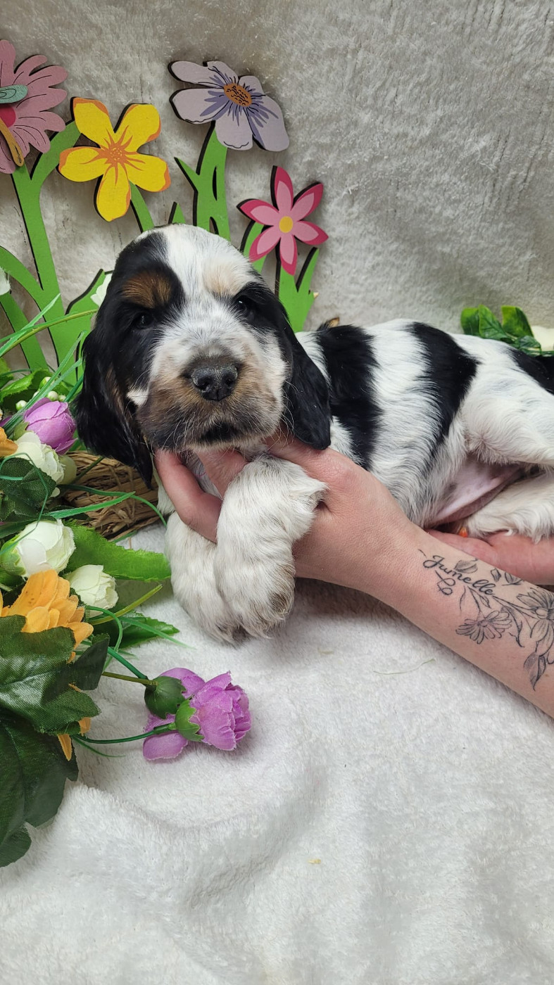 Du Royaume Des Quatre Pattes - Chiots disponibles - Cocker Spaniel Anglais