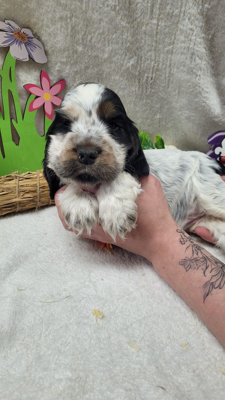 Du Royaume Des Quatre Pattes - Chiots disponibles - Cocker Spaniel Anglais