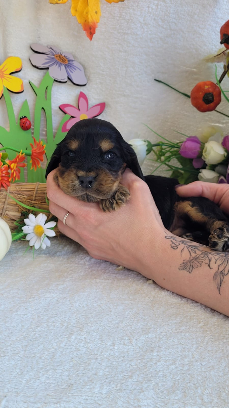 Du Royaume Des Quatre Pattes - Chiots disponibles - Cocker Spaniel Anglais