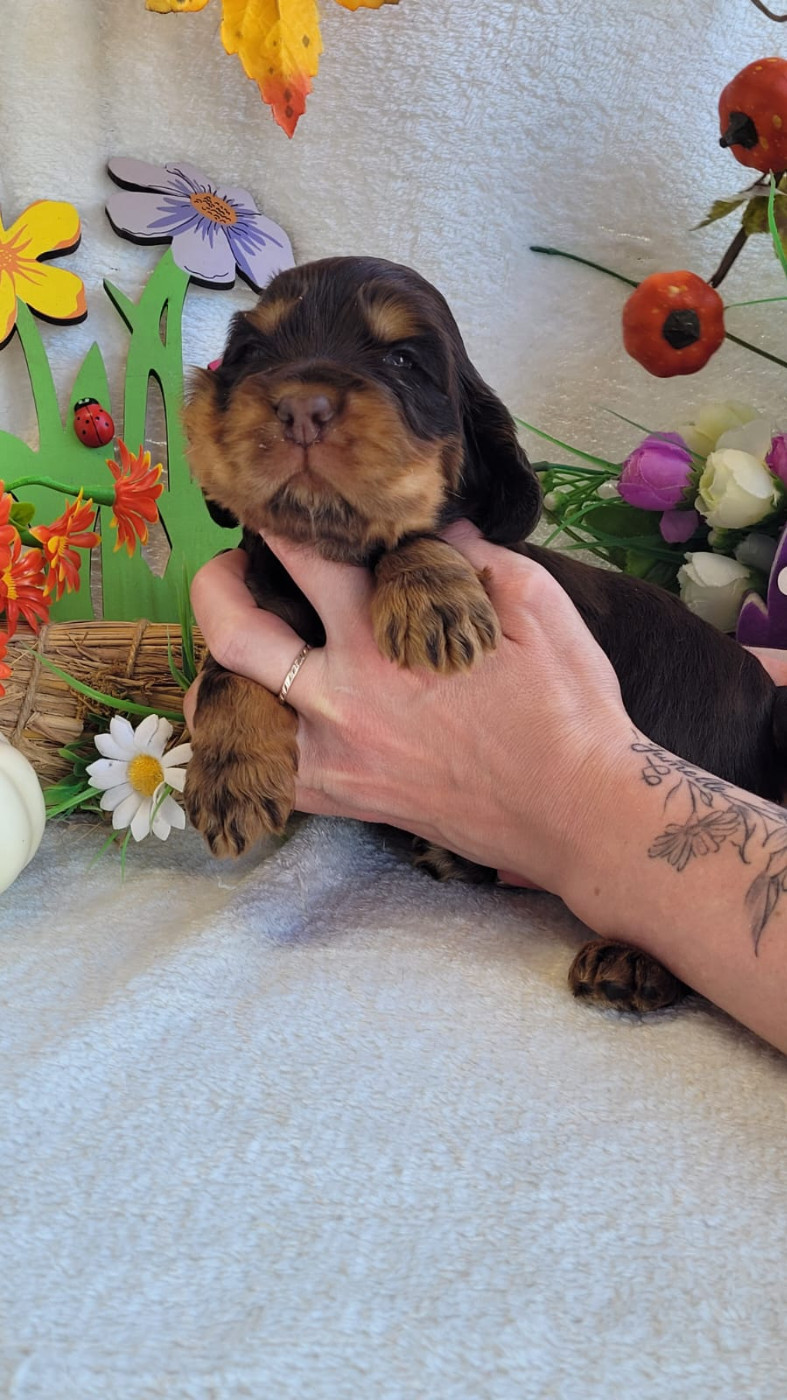 Du Royaume Des Quatre Pattes - Chiots disponibles - Cocker Spaniel Anglais