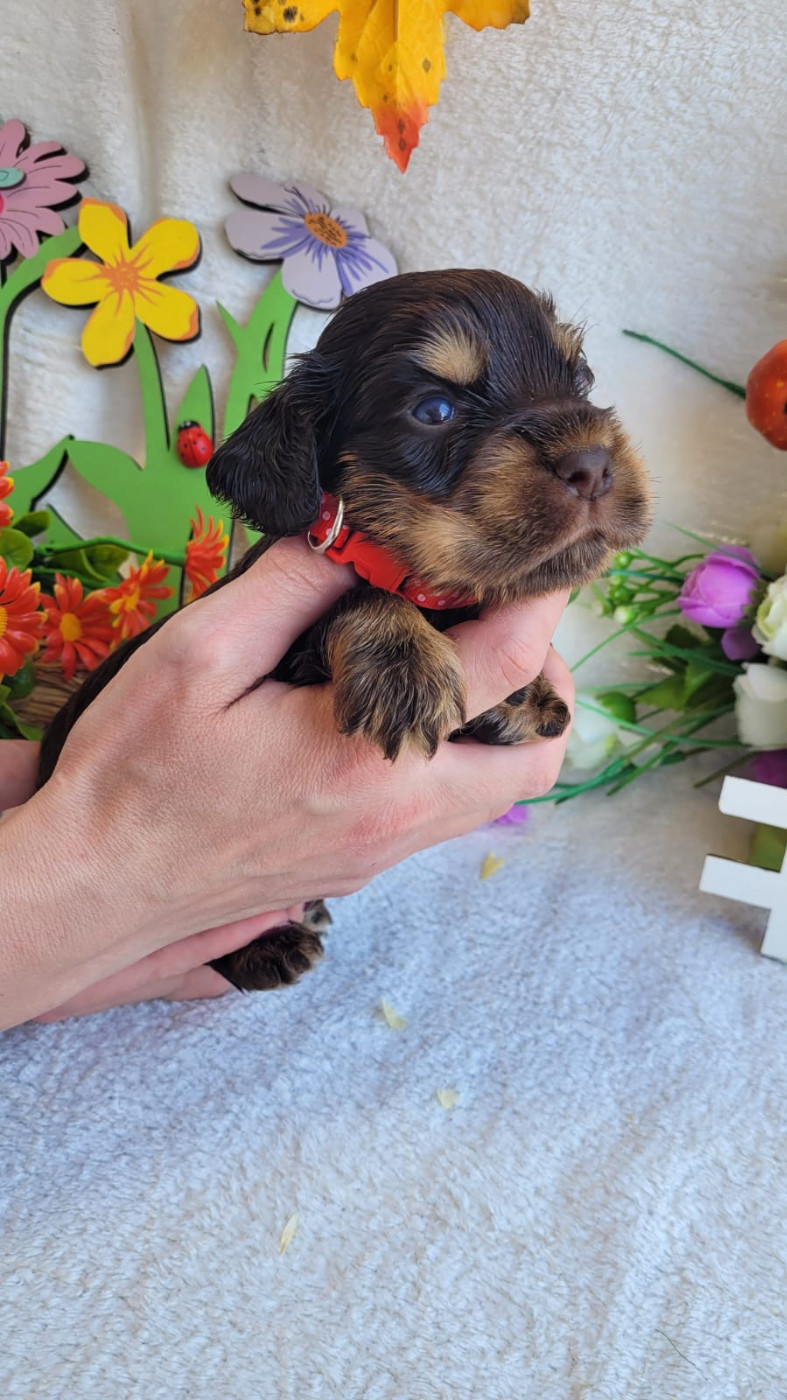 Du Royaume Des Quatre Pattes - Chiots disponibles - Cocker Spaniel Anglais