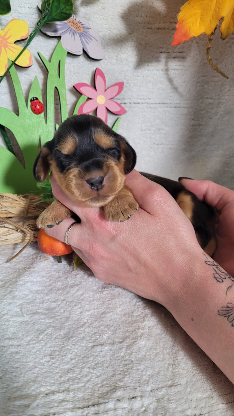 Chiot Cocker Spaniel Anglais Du Royaume Des Quatre Pattes