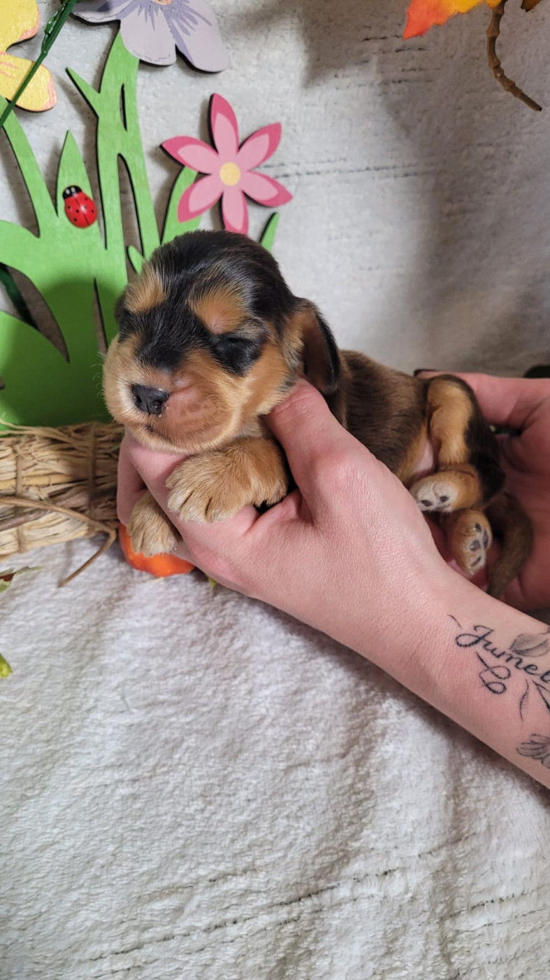 Du Royaume Des Quatre Pattes - Chiots disponibles - Cocker Spaniel Anglais