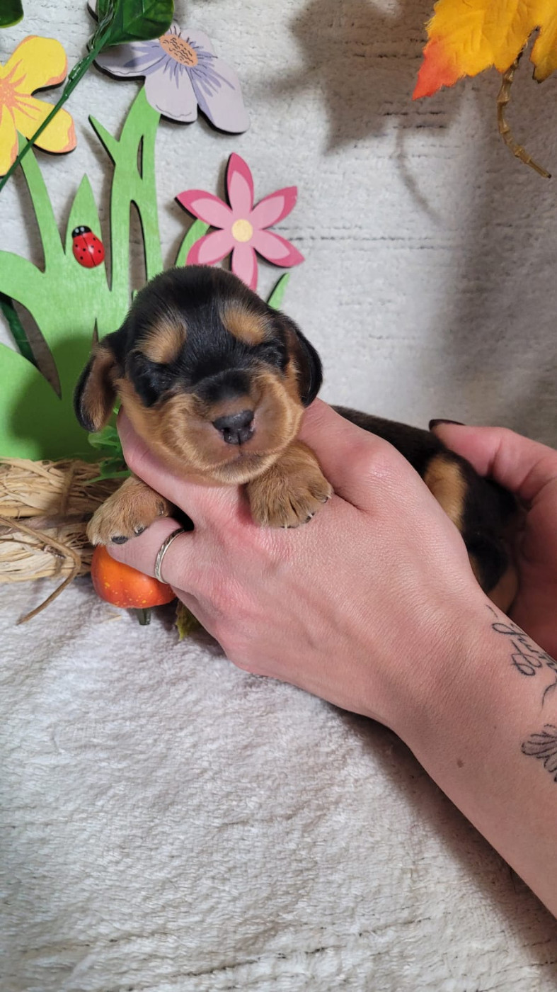 Du Royaume Des Quatre Pattes - Chiots disponibles - Cocker Spaniel Anglais