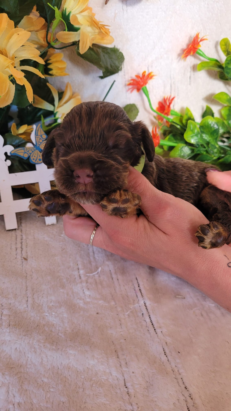 Du Royaume Des Quatre Pattes - Chiots disponibles - Cocker Spaniel Anglais