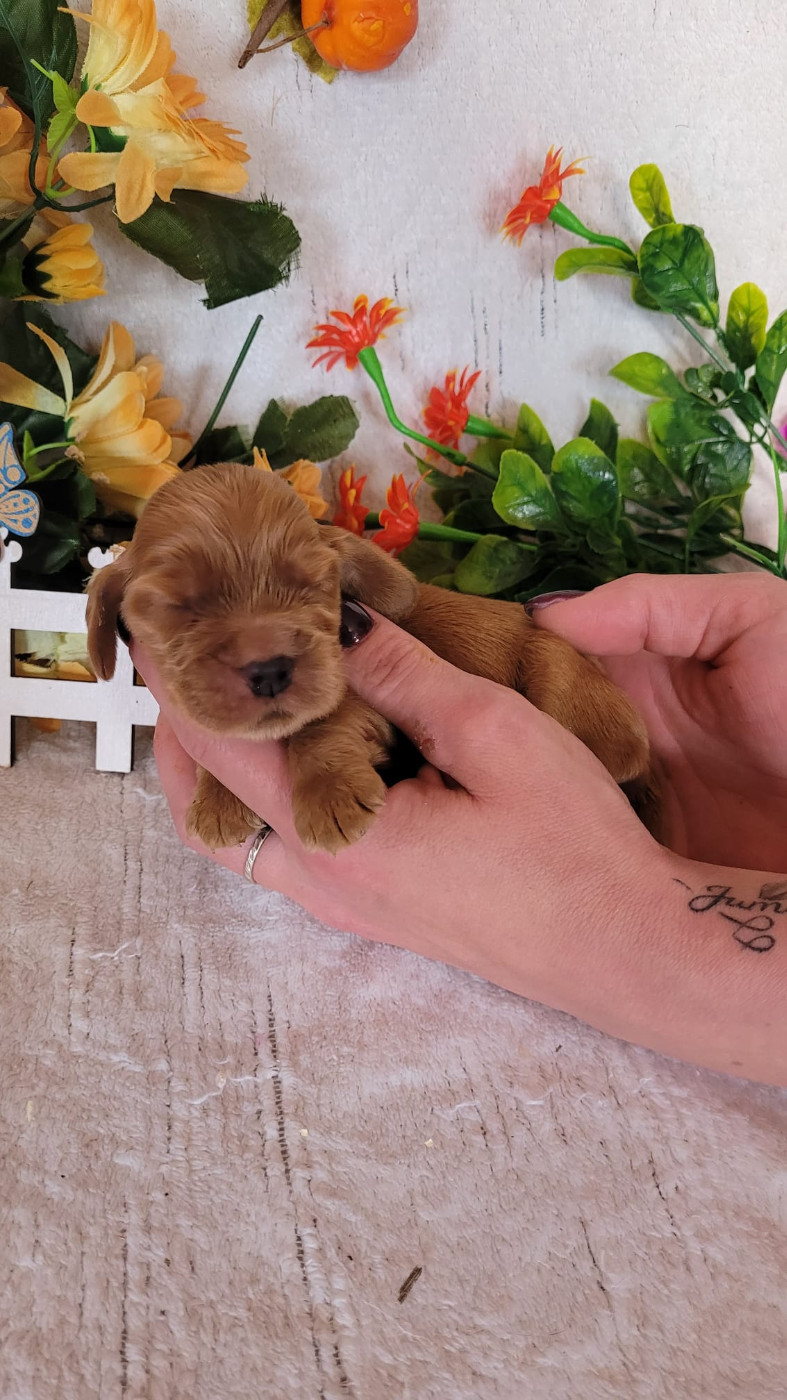 Du Royaume Des Quatre Pattes - Chiots disponibles - Cocker Spaniel Anglais