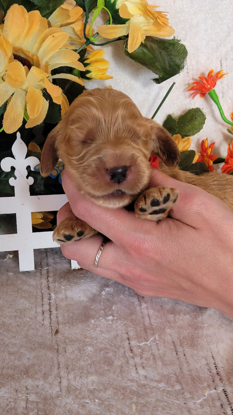 Du Royaume Des Quatre Pattes - Chiots disponibles - Cocker Spaniel Anglais