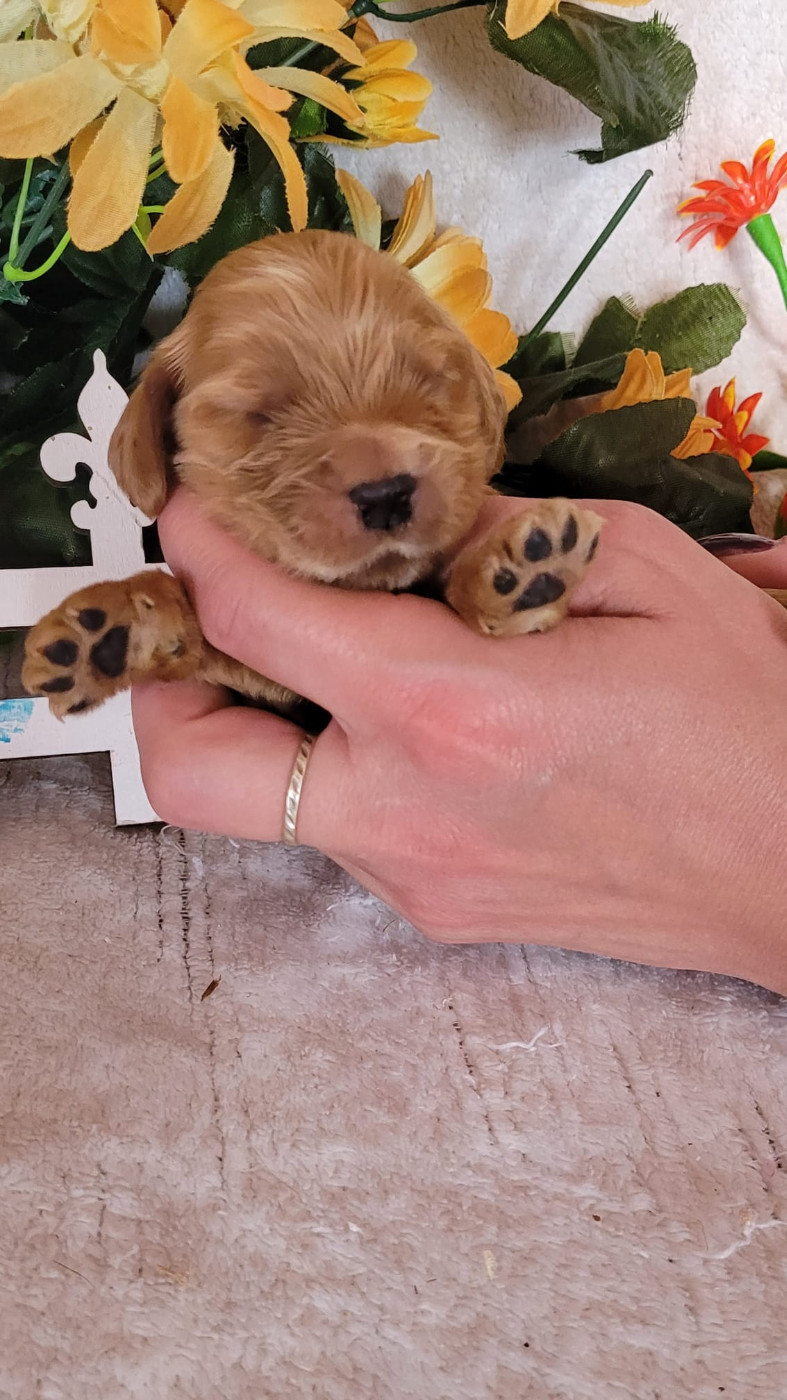 Du Royaume Des Quatre Pattes - Chiots disponibles - Cocker Spaniel Anglais