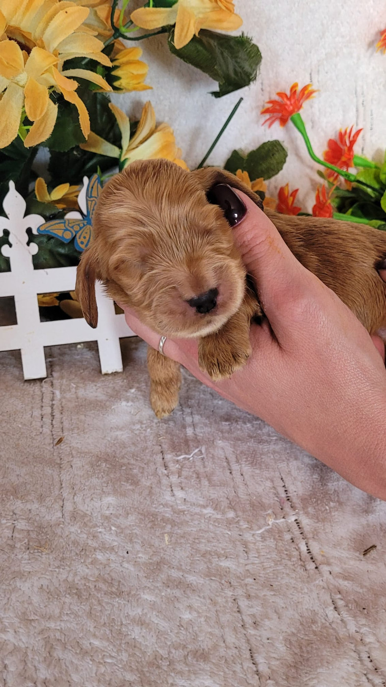 Du Royaume Des Quatre Pattes - Chiots disponibles - Cocker Spaniel Anglais