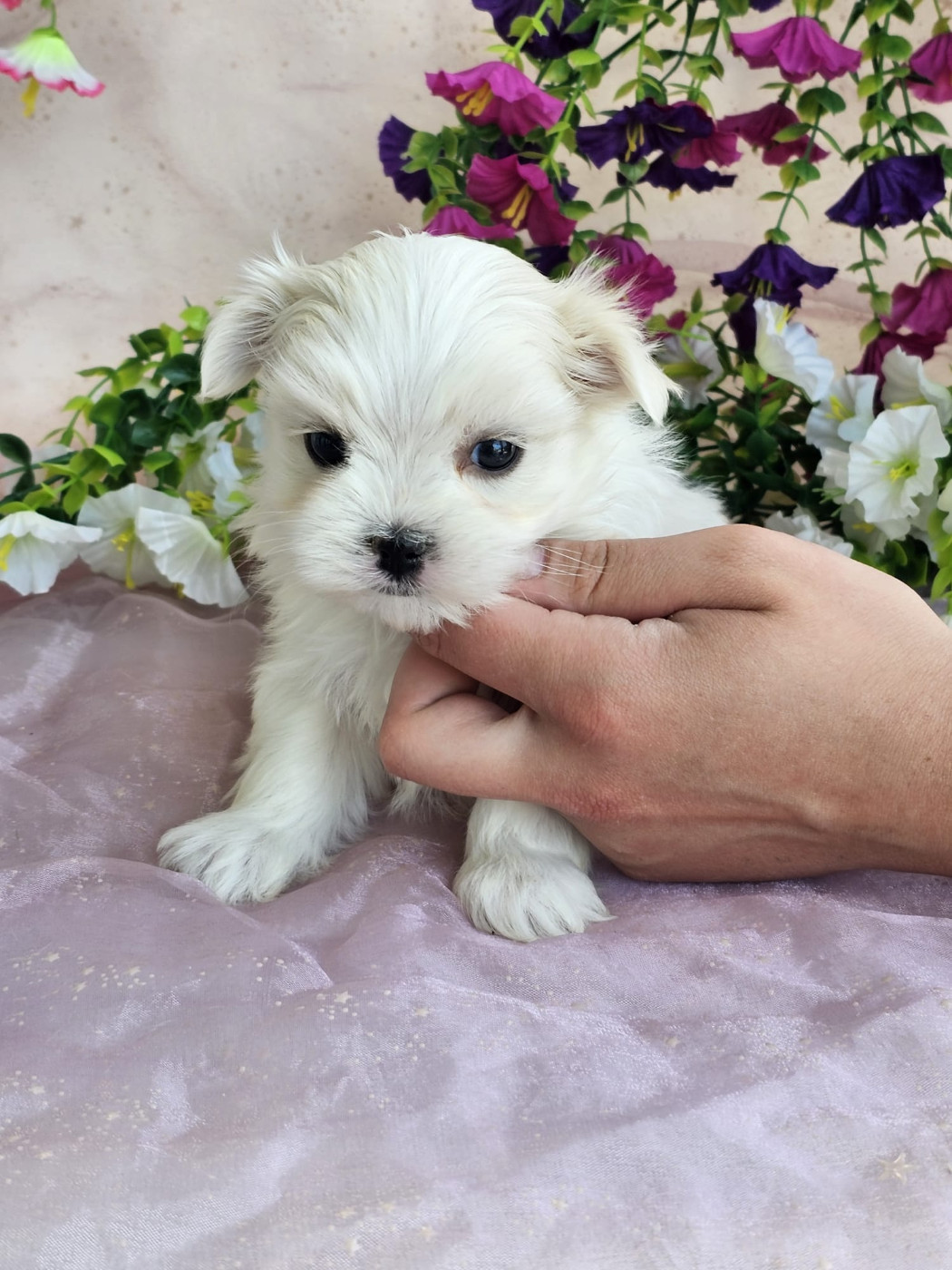 Du Royaume Des Quatre Pattes - Chiots disponibles - Bichon maltais