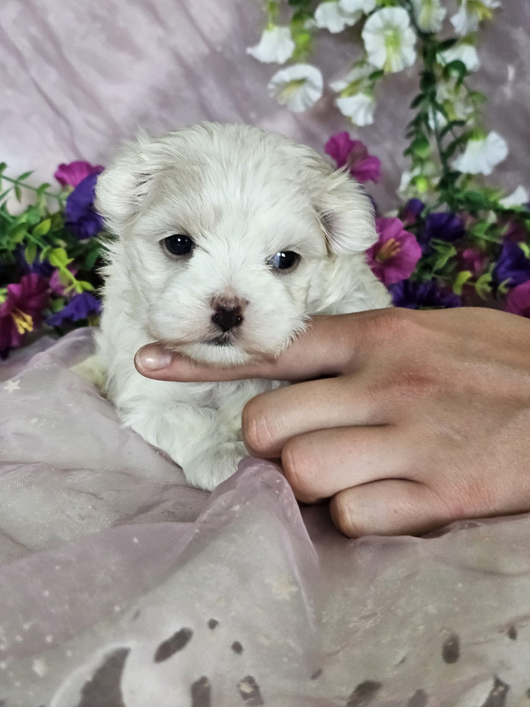 Du Royaume Des Quatre Pattes - Chiots disponibles - Bichon maltais