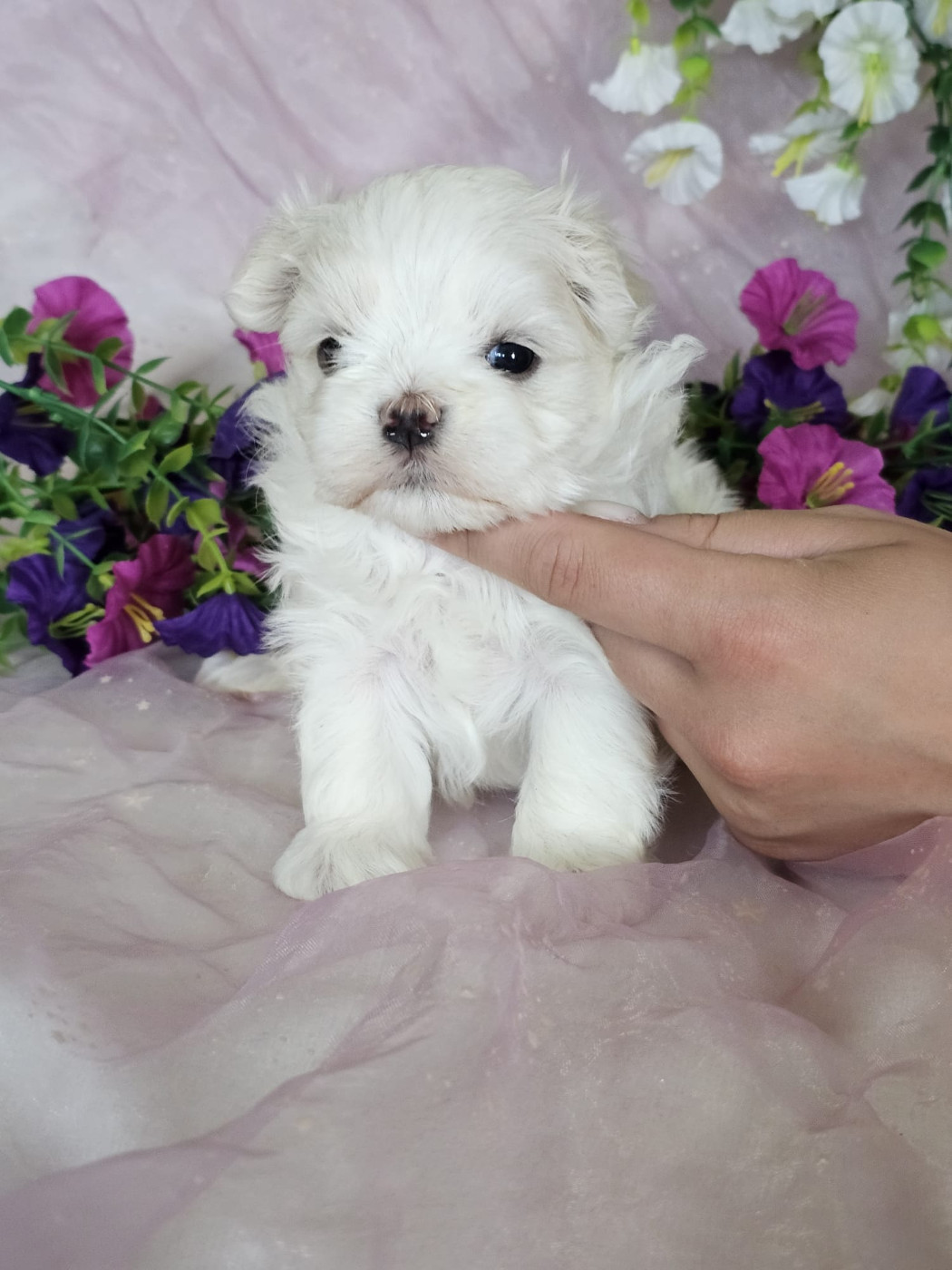 Du Royaume Des Quatre Pattes - Chiots disponibles - Bichon maltais