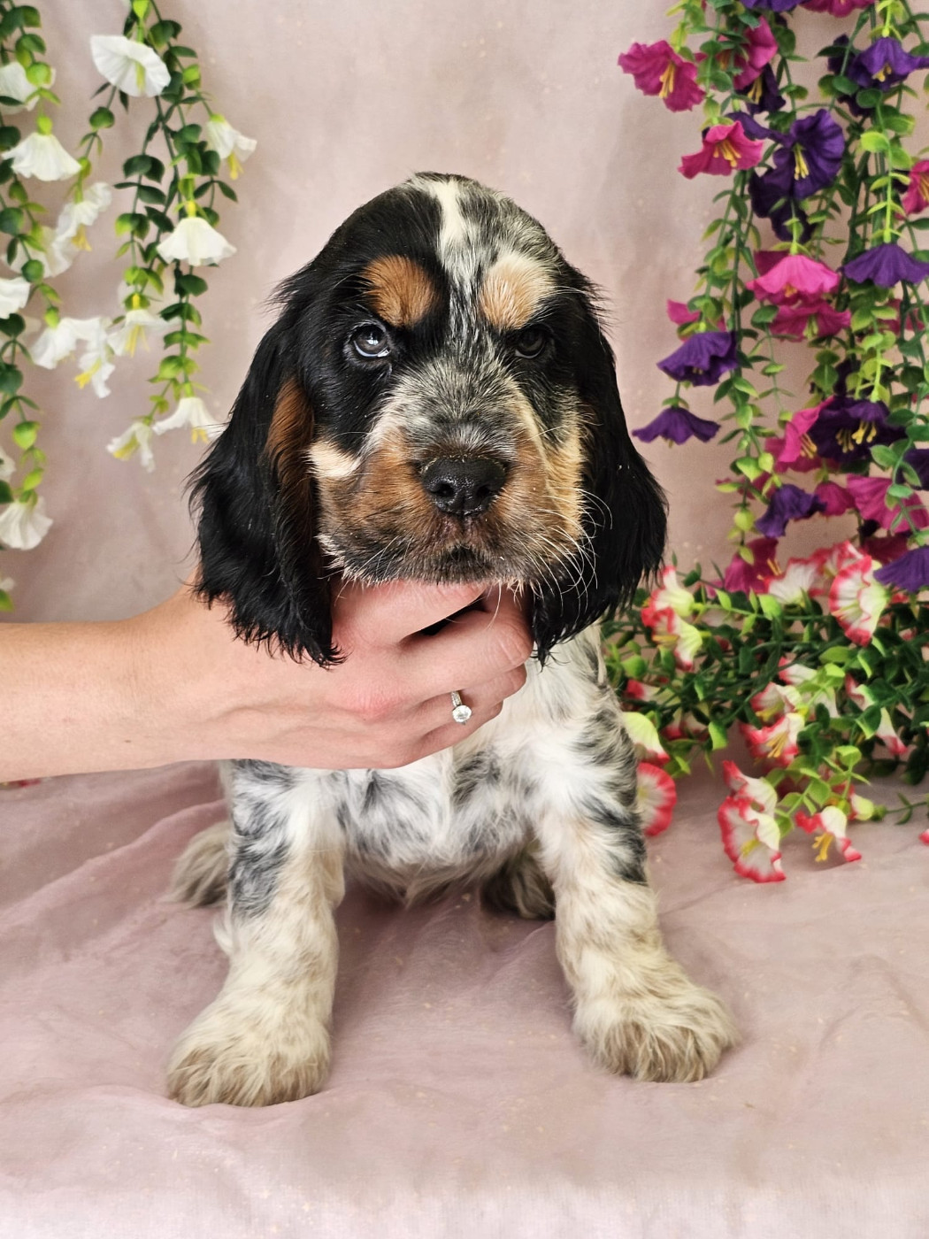 Du Royaume Des Quatre Pattes - Chiots disponibles - Cocker Spaniel Anglais