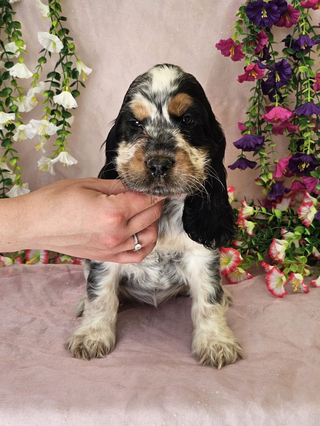 Du Royaume Des Quatre Pattes - Chiots disponibles - Cocker Spaniel Anglais