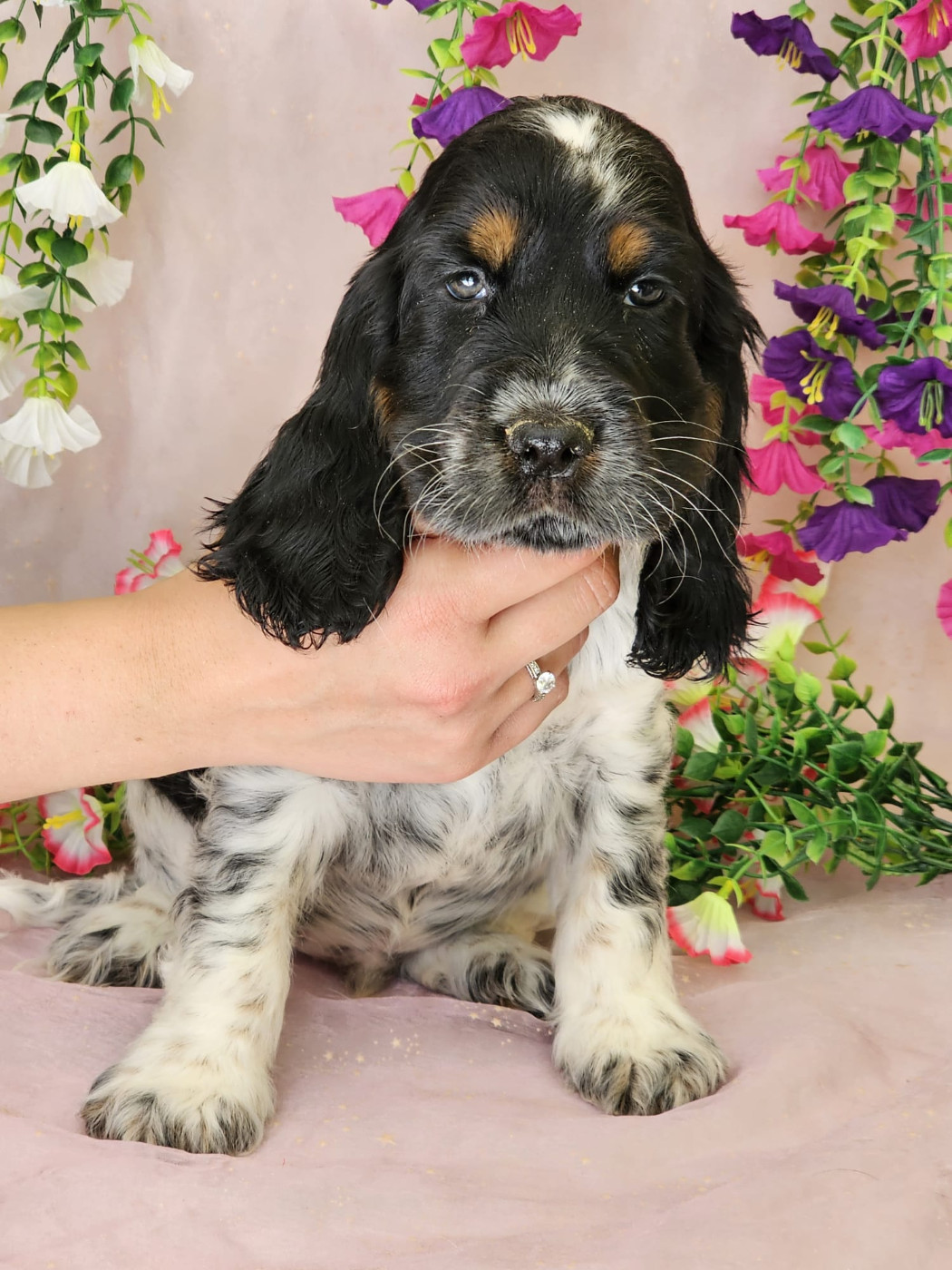 Du Royaume Des Quatre Pattes - Chiots disponibles - Cocker Spaniel Anglais