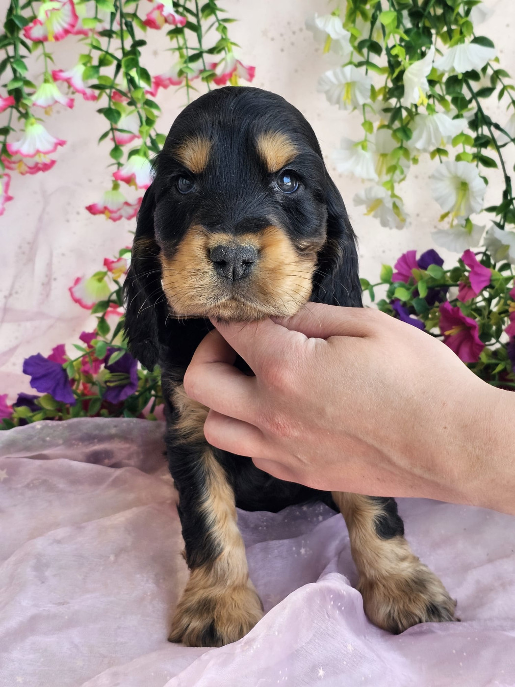 Du Royaume Des Quatre Pattes - Chiots disponibles - Cocker Spaniel Anglais