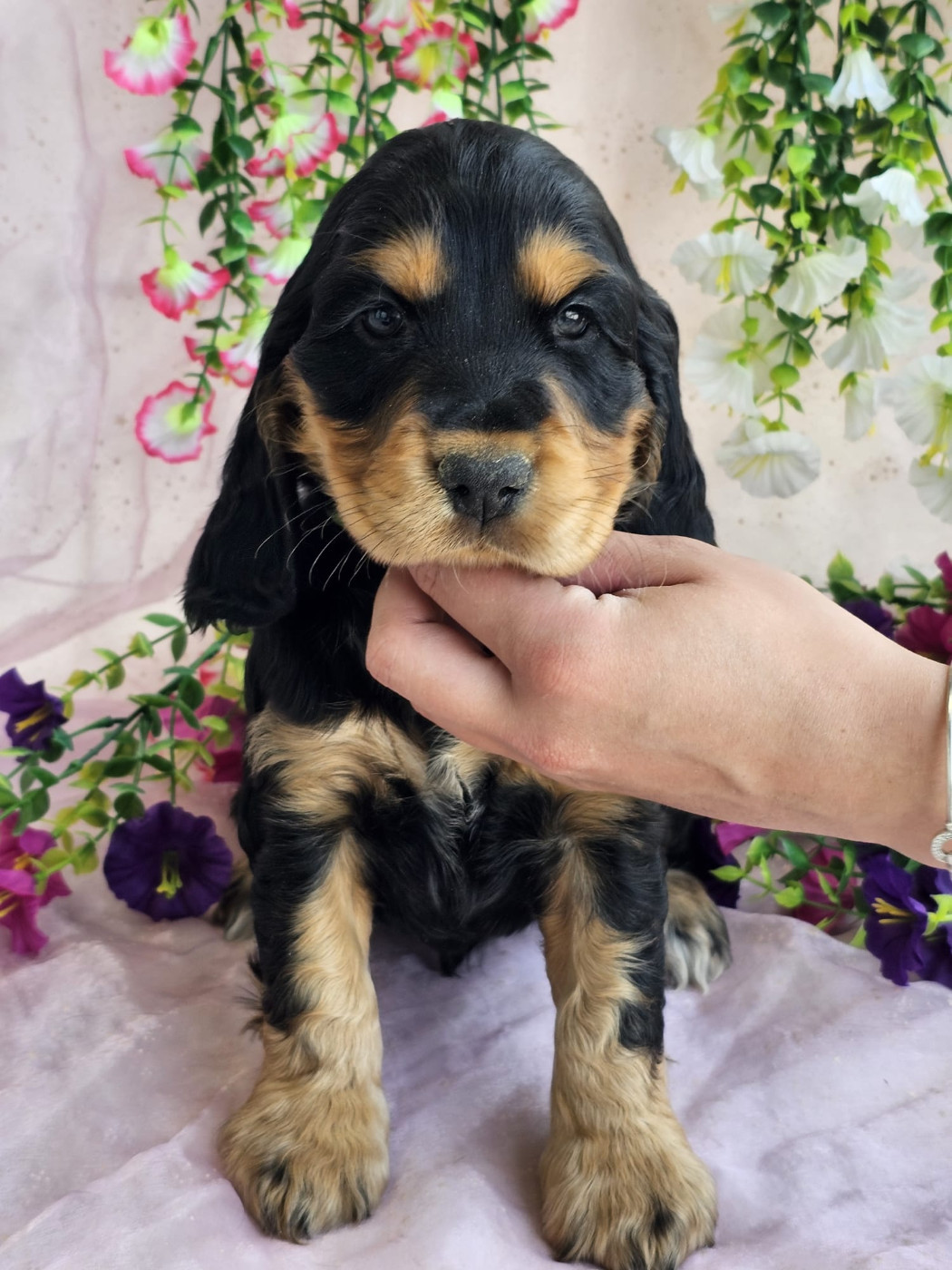 Chiot Cocker Spaniel Anglais Du Royaume Des Quatre Pattes