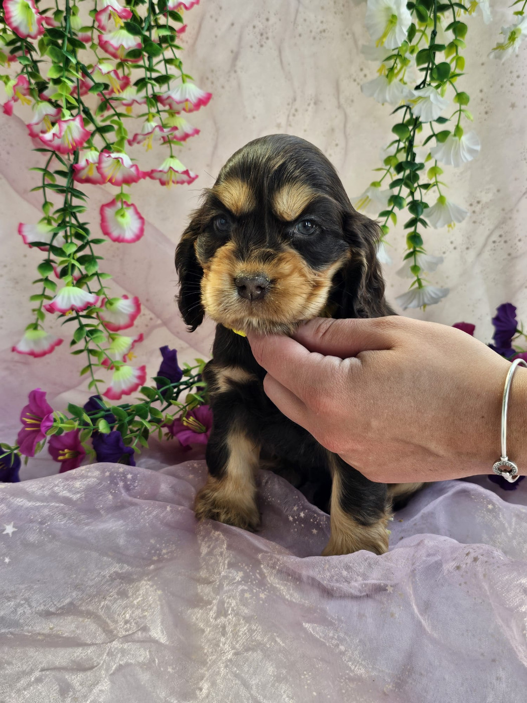 Chiot Cocker Spaniel Anglais Du Royaume Des Quatre Pattes
