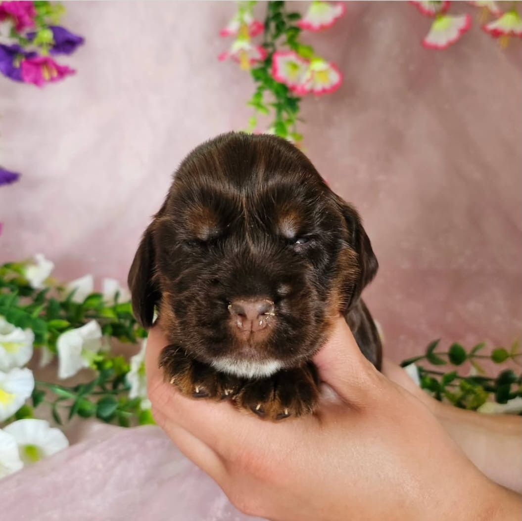 Du Royaume Des Quatre Pattes - Chiots disponibles - Cocker Spaniel Anglais