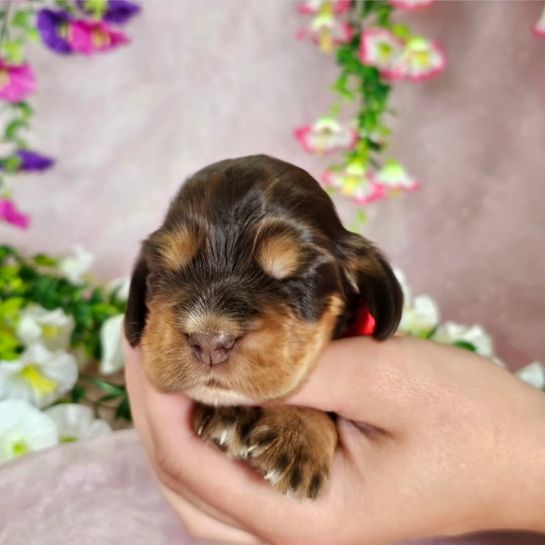 Du Royaume Des Quatre Pattes - Chiots disponibles - Cocker Spaniel Anglais
