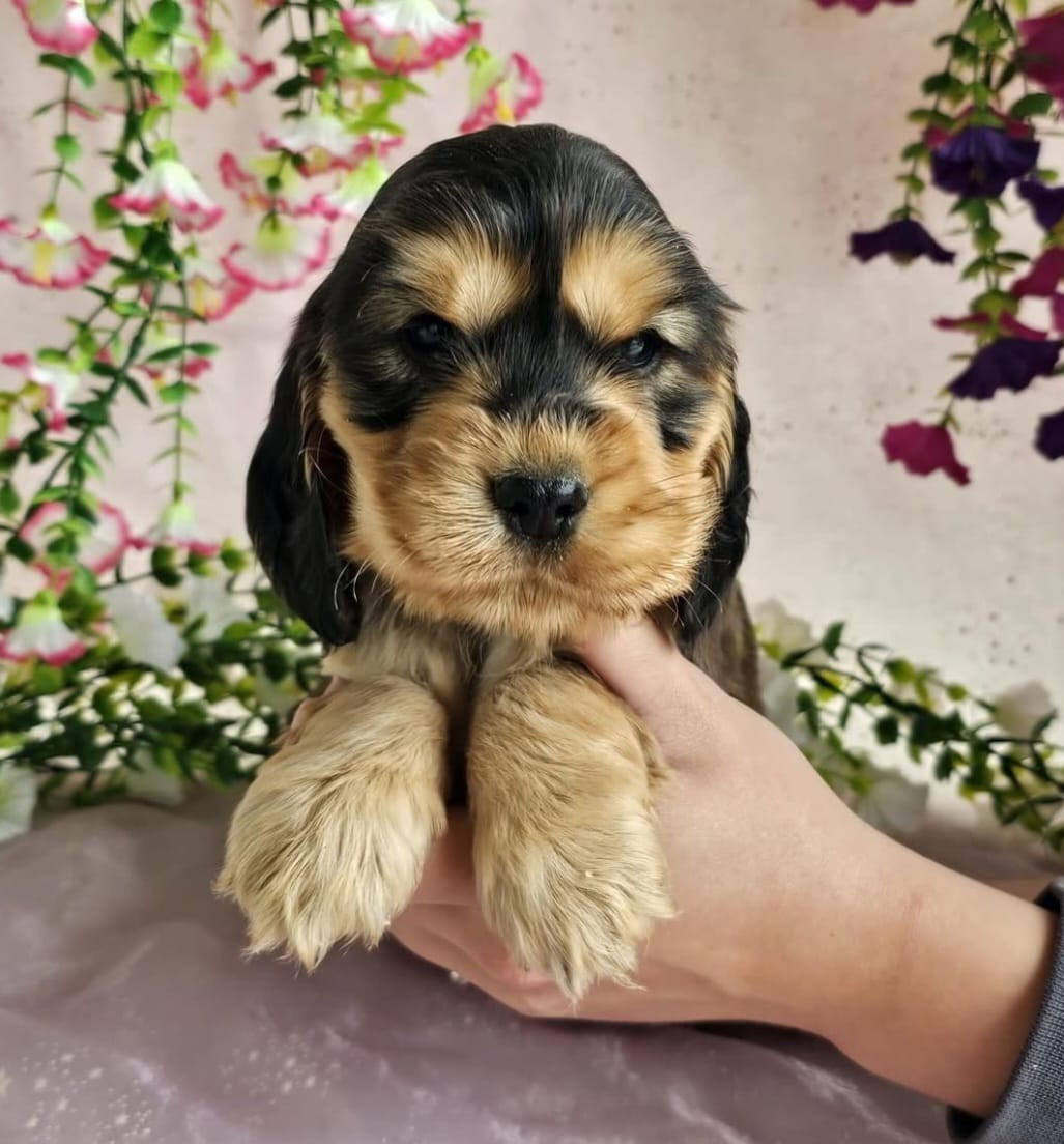 Du Royaume Des Quatre Pattes - Chiots disponibles - Cocker Spaniel Anglais