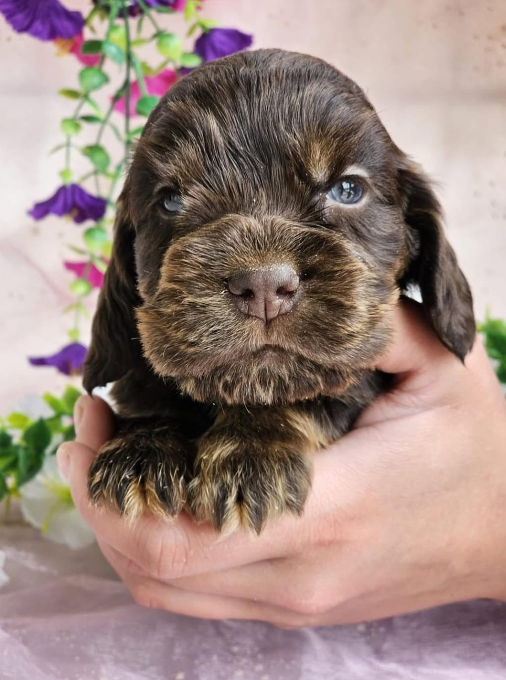 Du Royaume Des Quatre Pattes - Cocker Spaniel Anglais - Portée née le 10/04/2026