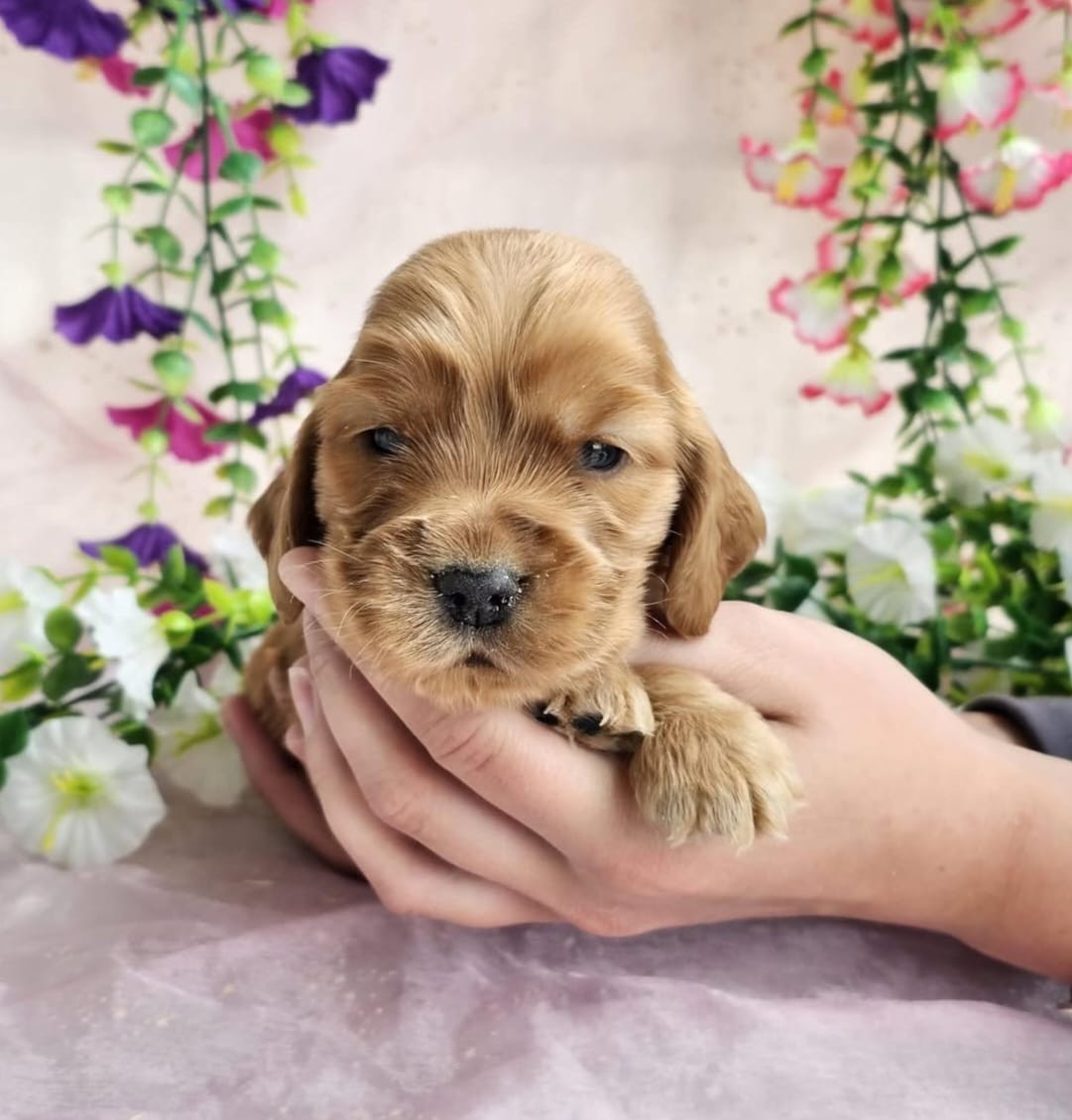 Du Royaume Des Quatre Pattes - Chiots disponibles - Cocker Spaniel Anglais