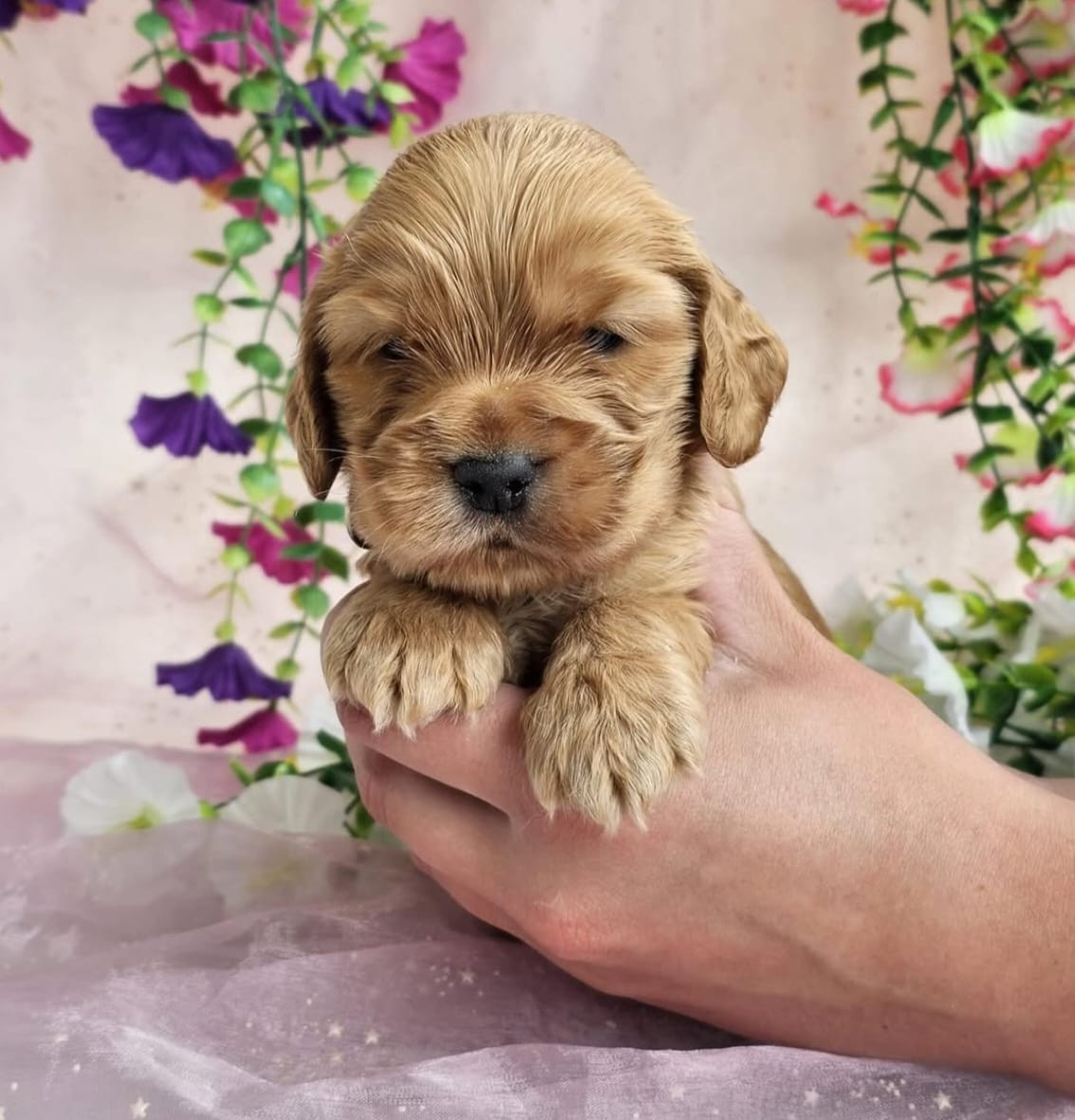 Du Royaume Des Quatre Pattes - Chiots disponibles - Cocker Spaniel Anglais