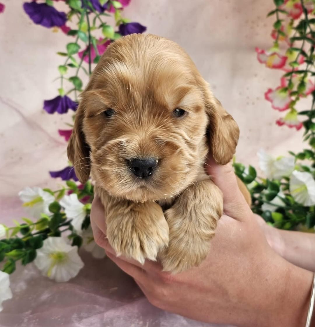 Du Royaume Des Quatre Pattes - Chiots disponibles - Cocker Spaniel Anglais
