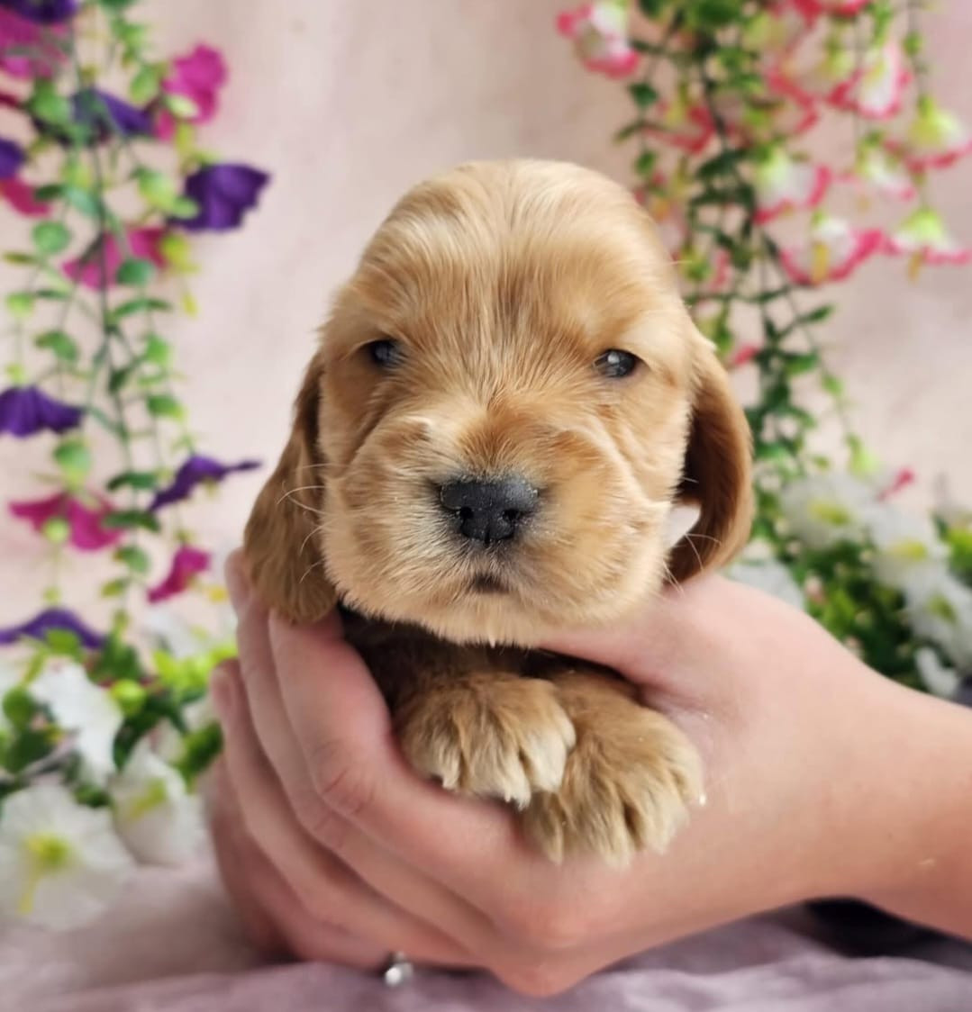 Du Royaume Des Quatre Pattes - Chiots disponibles - Cocker Spaniel Anglais