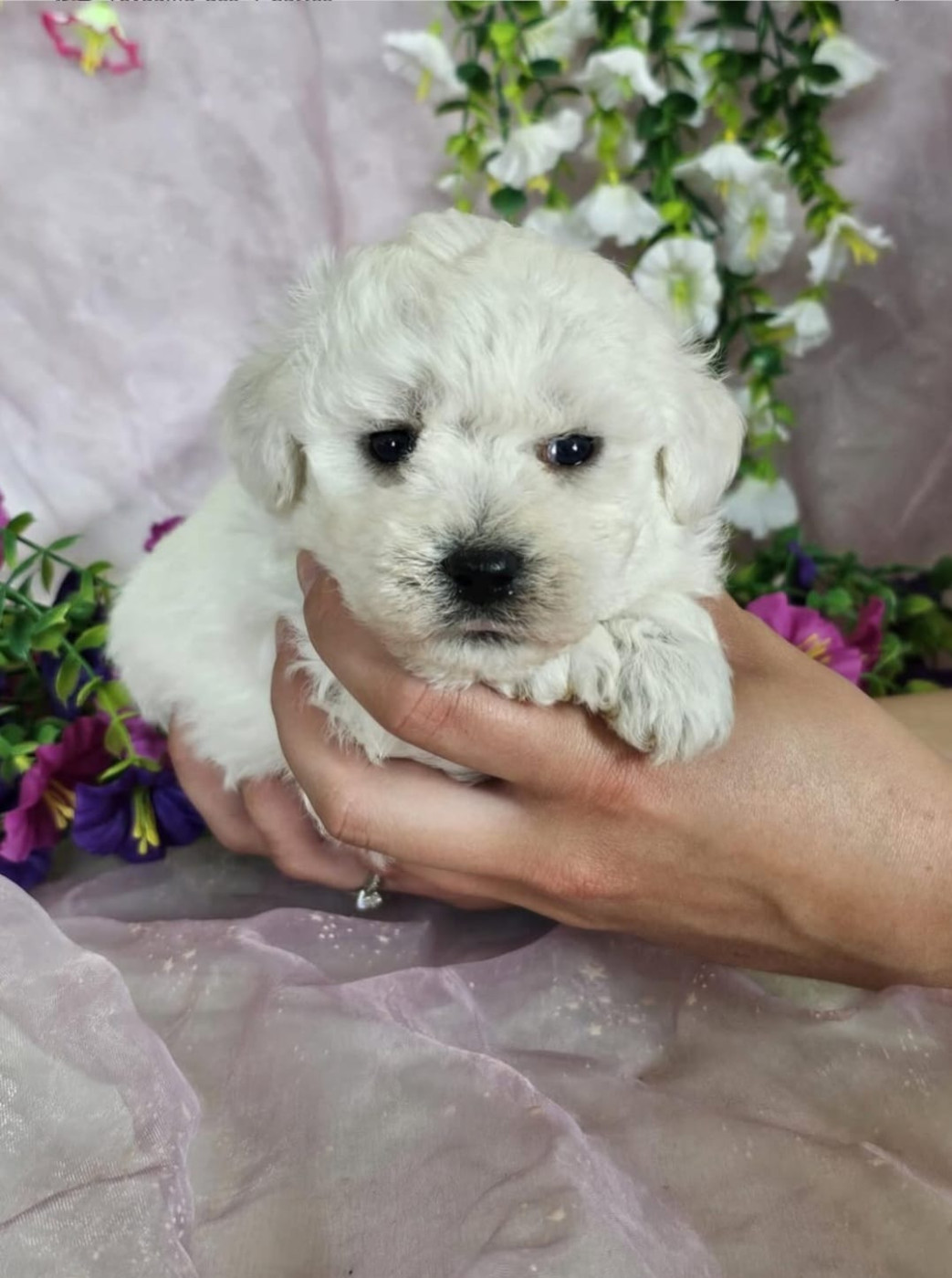 Du Royaume Des Quatre Pattes - Chiots disponibles - Bichon Frise