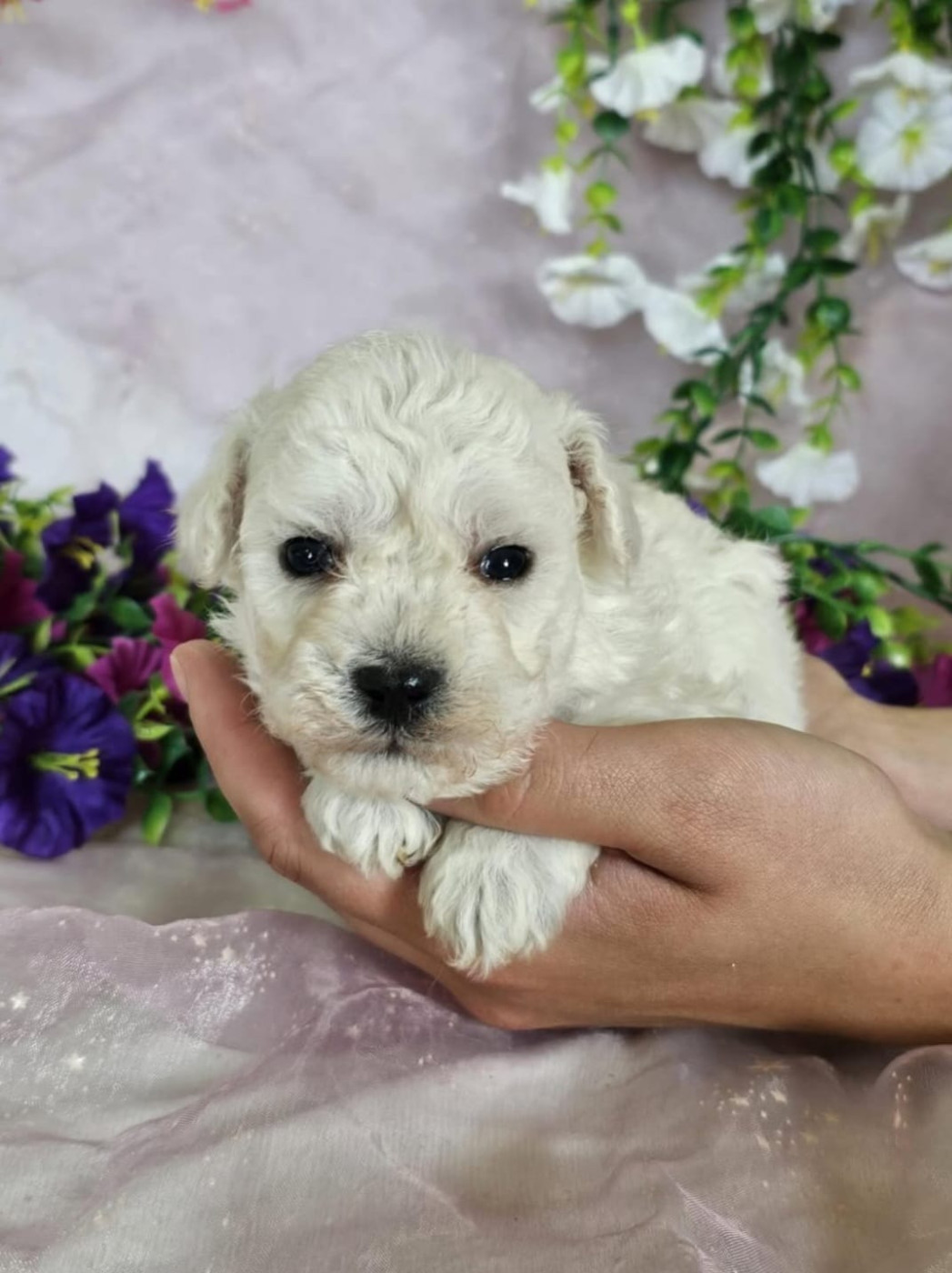 Du Royaume Des Quatre Pattes - Chiots disponibles - Bichon Frise