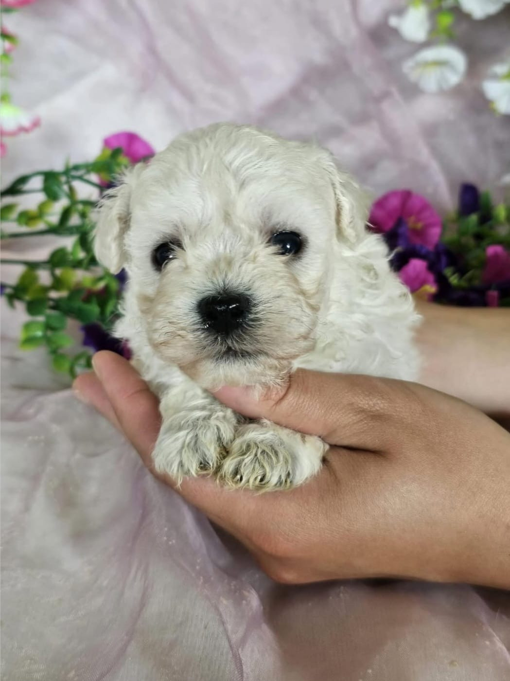 Du Royaume Des Quatre Pattes - Chiots disponibles - Bichon Frise