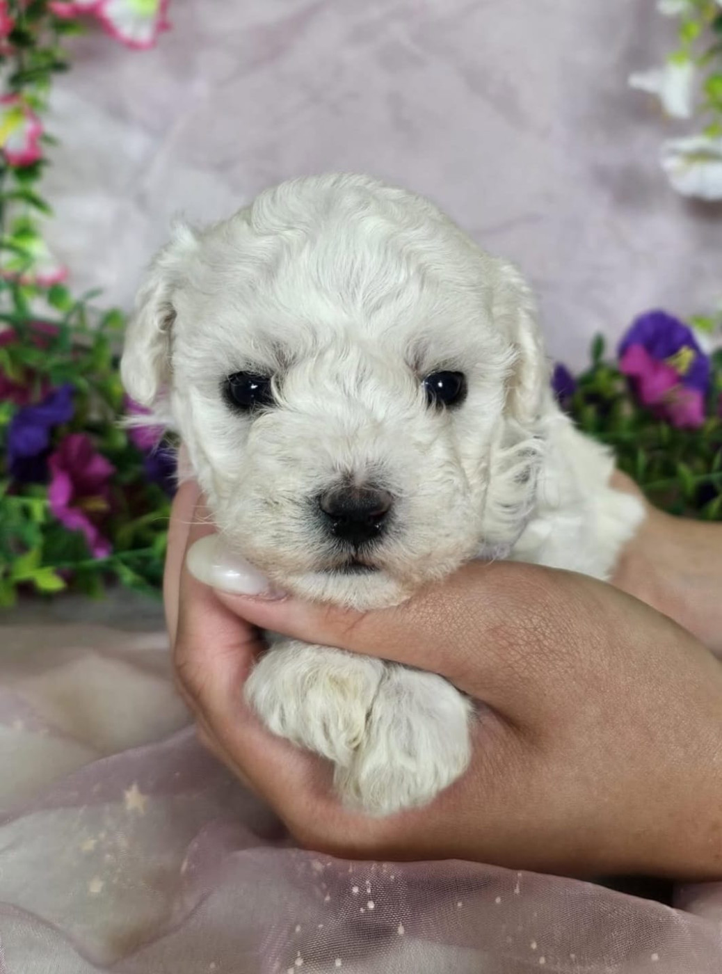Du Royaume Des Quatre Pattes - Chiots disponibles - Bichon Frise