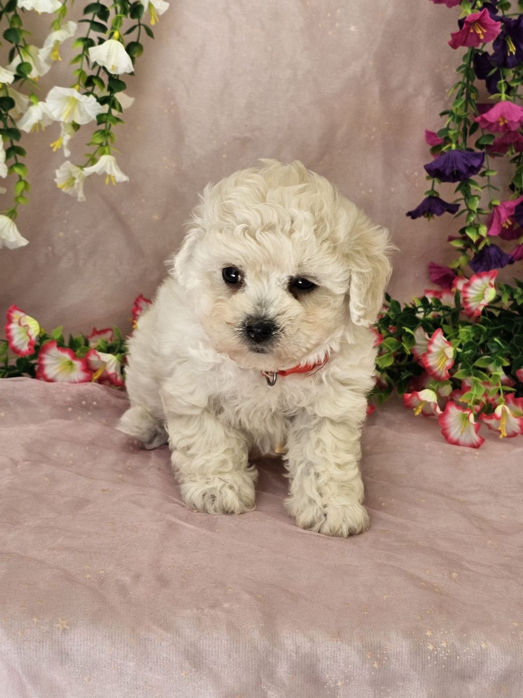 Du Royaume Des Quatre Pattes - Chiots disponibles - Bichon Frise