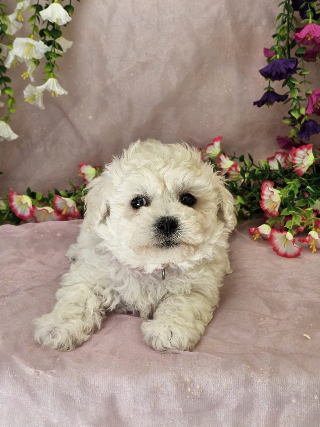 Du Royaume Des Quatre Pattes - Chiots disponibles - Bichon Frise