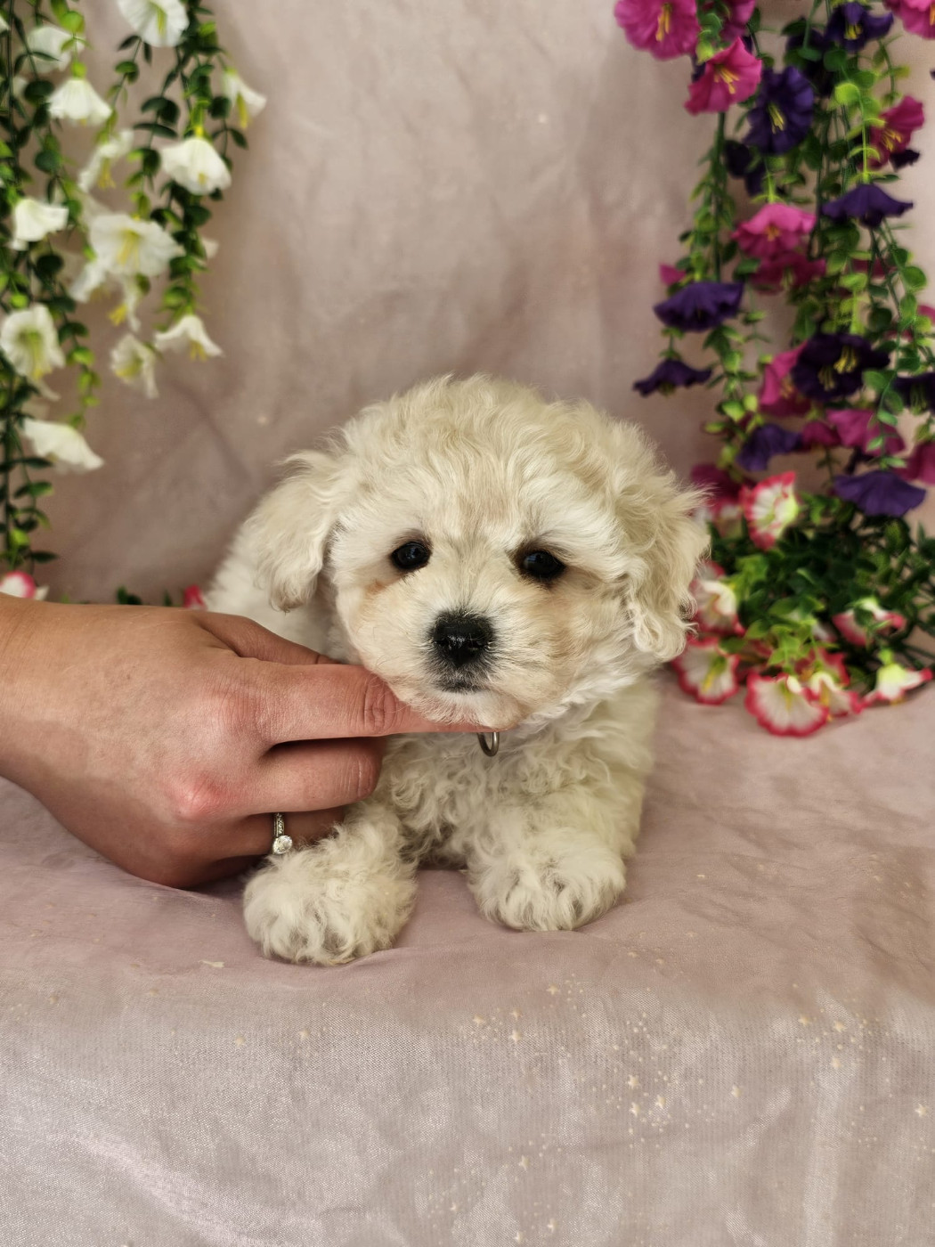 Du Royaume Des Quatre Pattes - Chiots disponibles - Bichon Frise