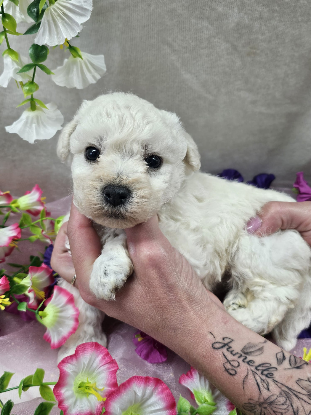Du Royaume Des Quatre Pattes - Chiots disponibles - Bichon Frise