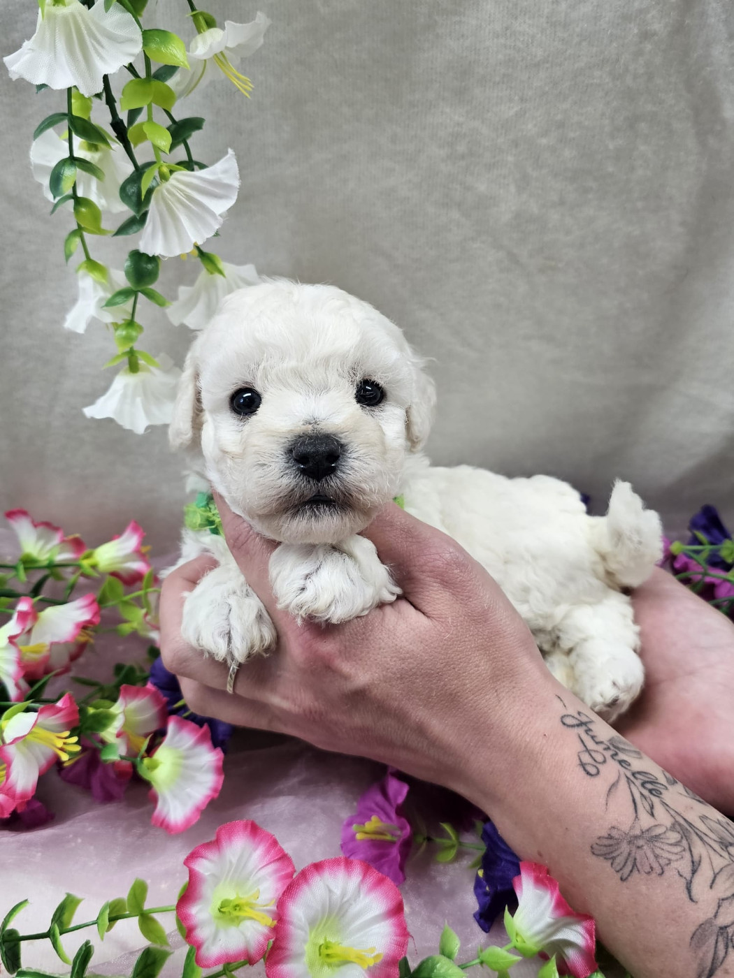 Du Royaume Des Quatre Pattes - Chiots disponibles - Bichon Frise