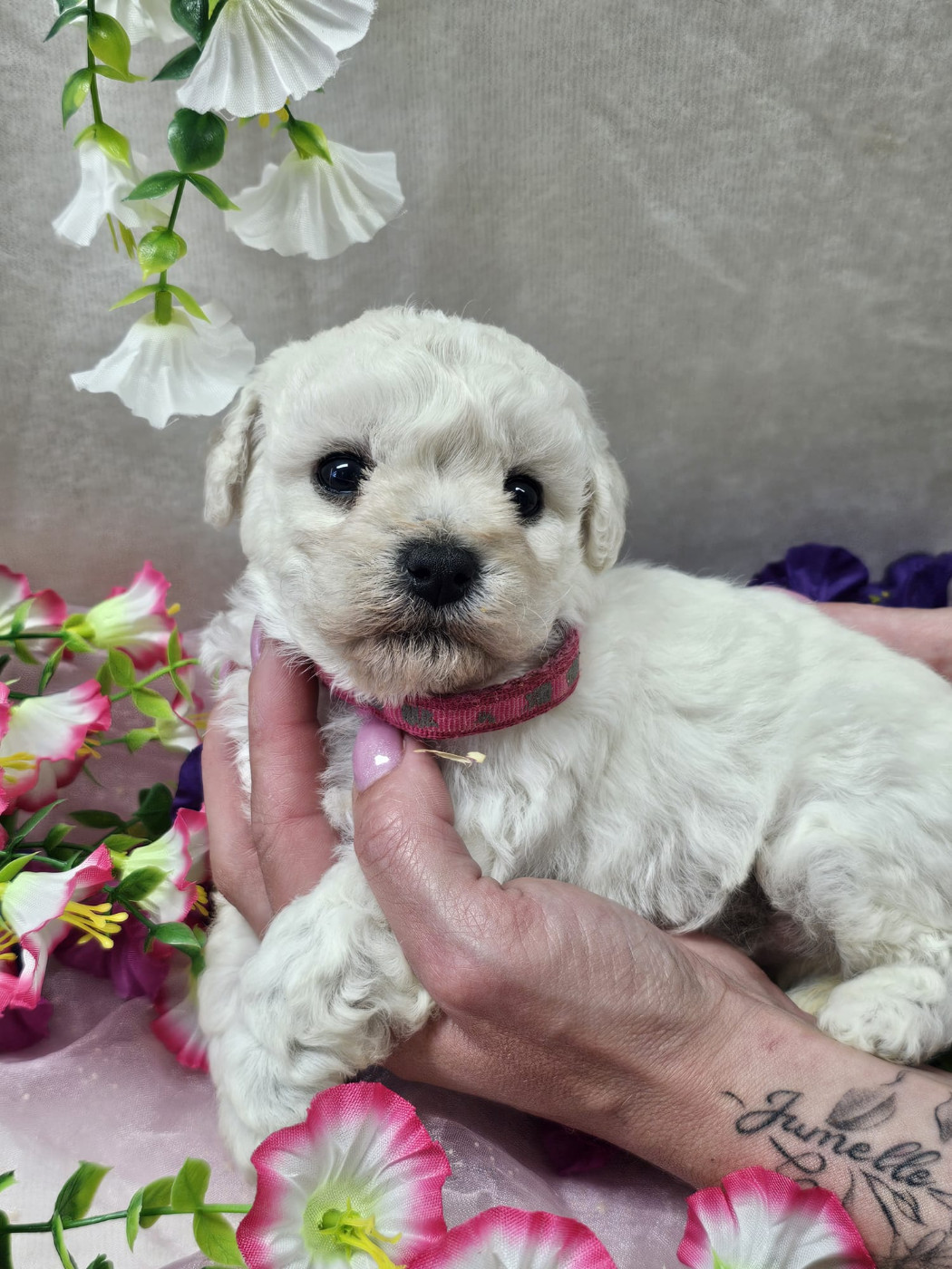 Du Royaume Des Quatre Pattes - Chiots disponibles - Bichon Frise