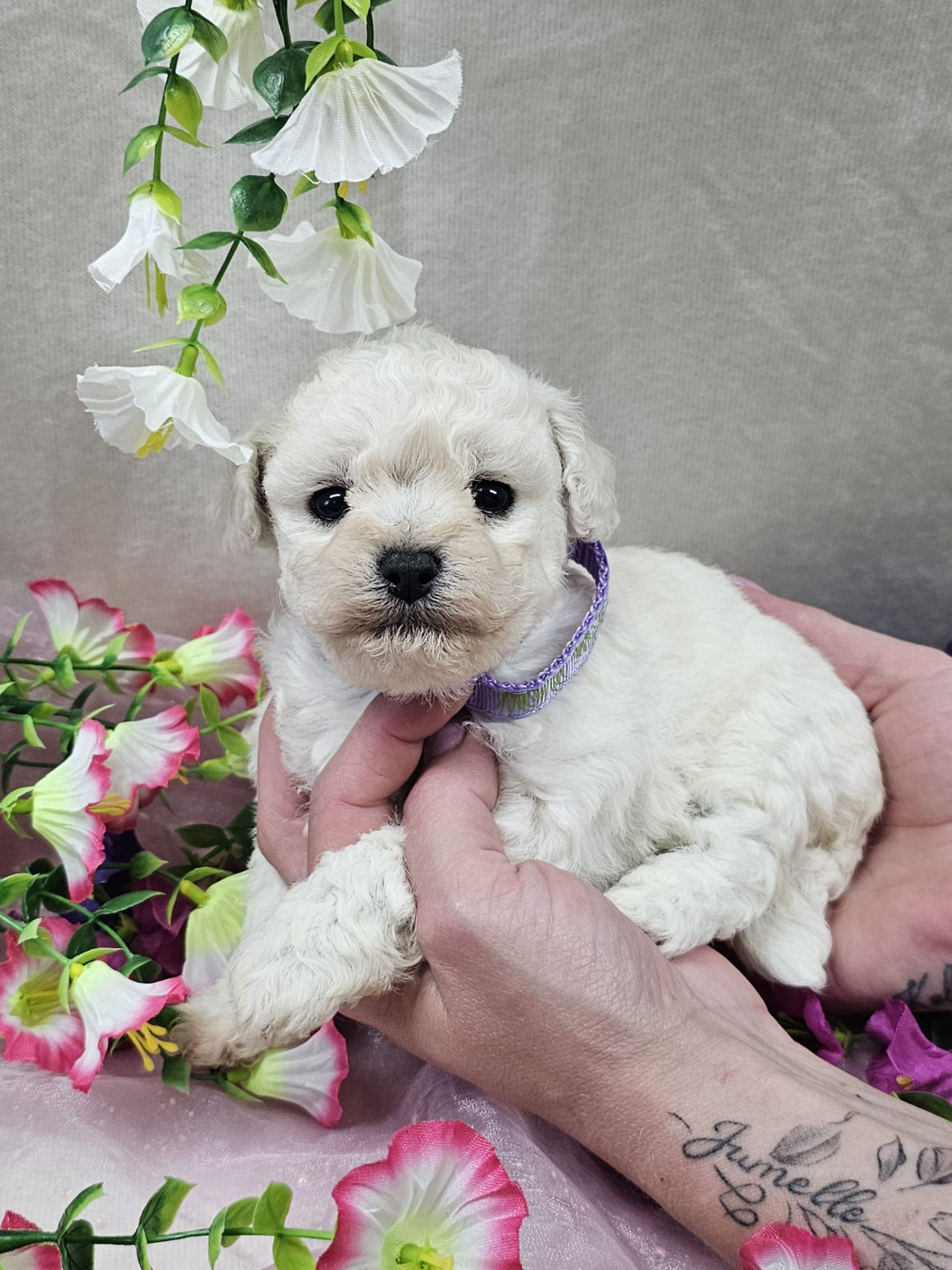 Du Royaume Des Quatre Pattes - Chiots disponibles - Bichon Frise