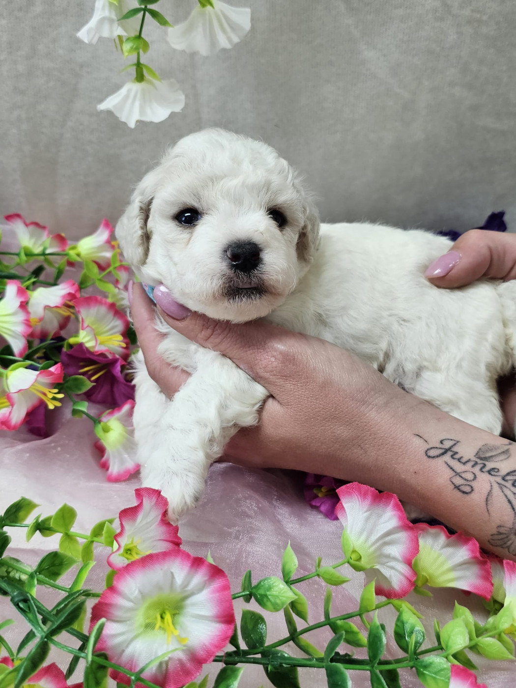 Du Royaume Des Quatre Pattes - Chiots disponibles - Bichon Frise