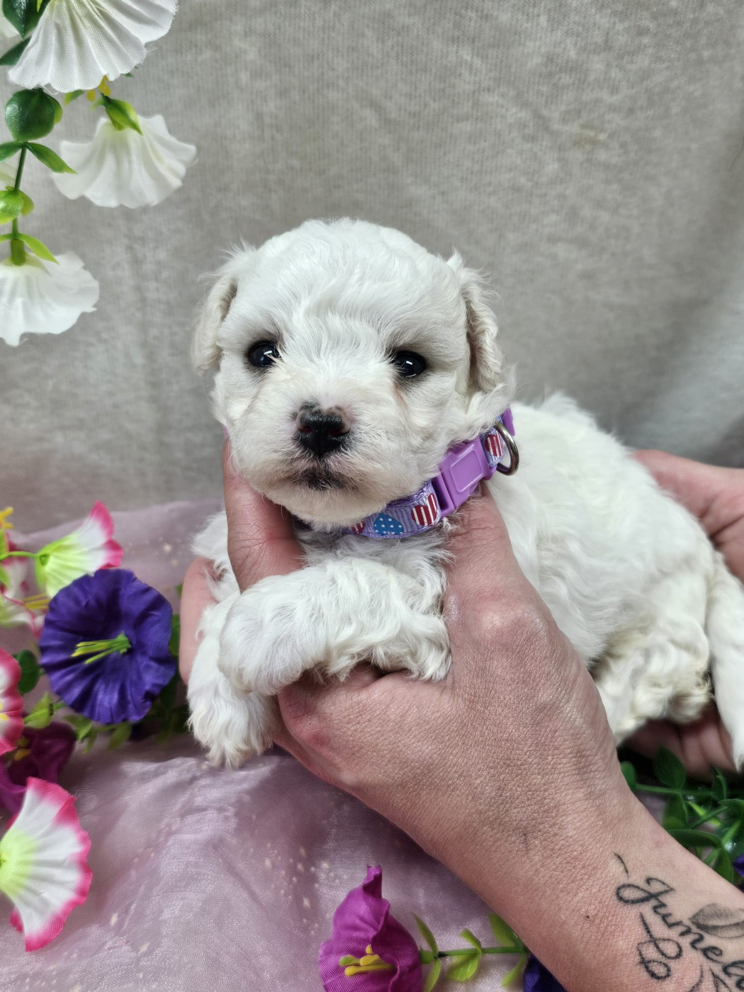 Du Royaume Des Quatre Pattes - Chiots disponibles - Bichon Frise