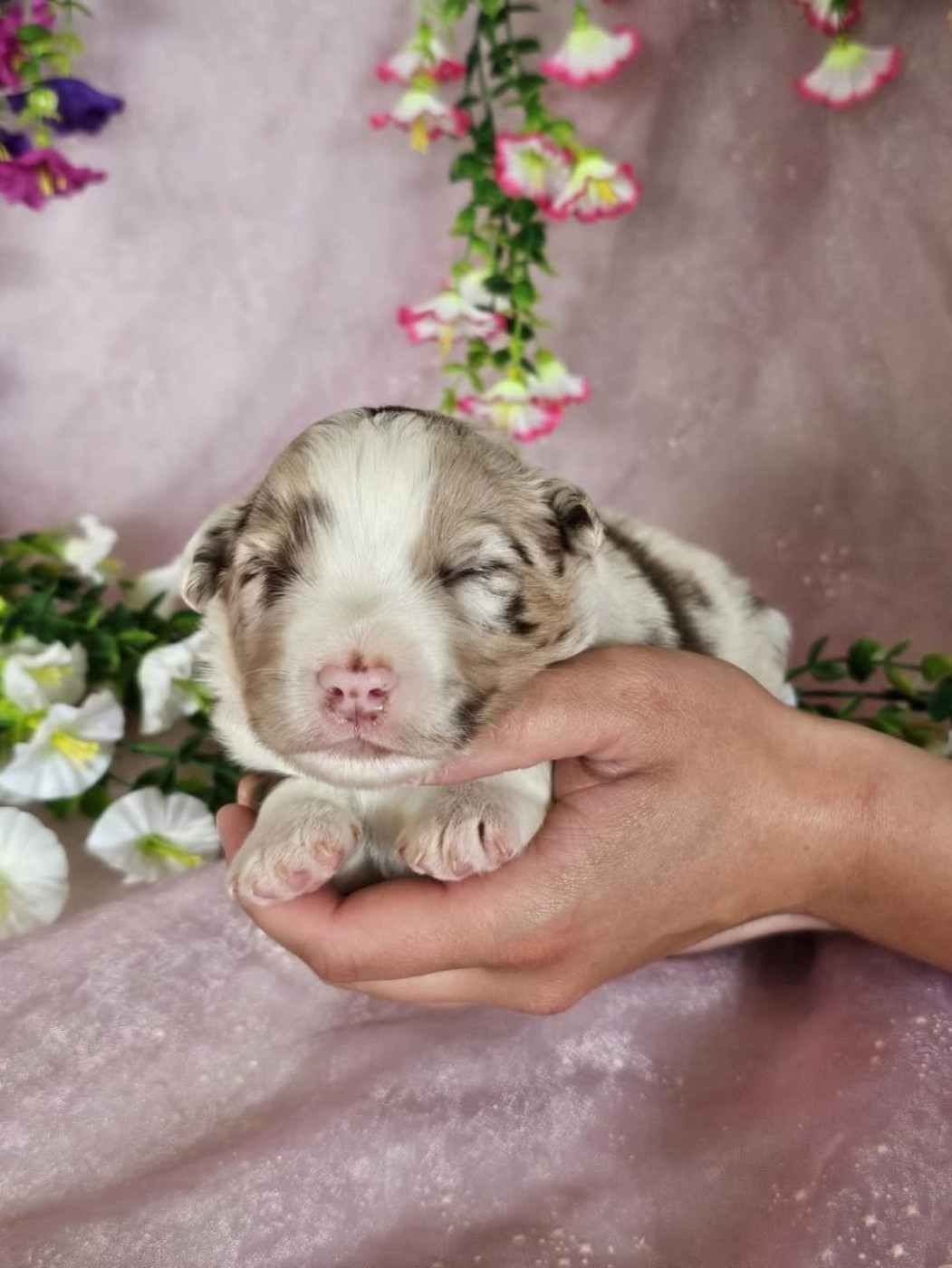 Du Royaume Des Quatre Pattes - Chiots disponibles - Berger Américain Miniature 
