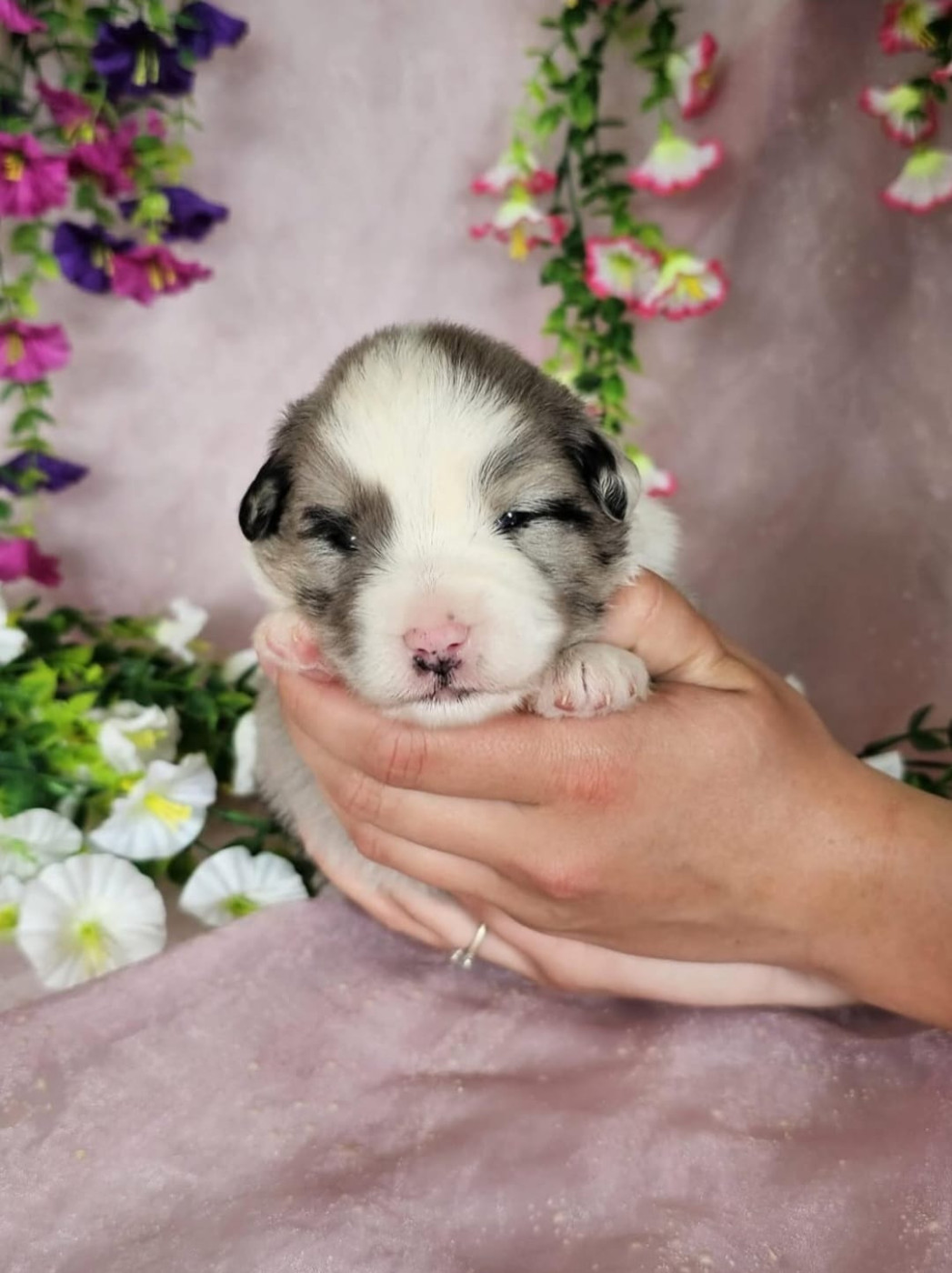 Du Royaume Des Quatre Pattes - Chiots disponibles - Berger Américain Miniature 