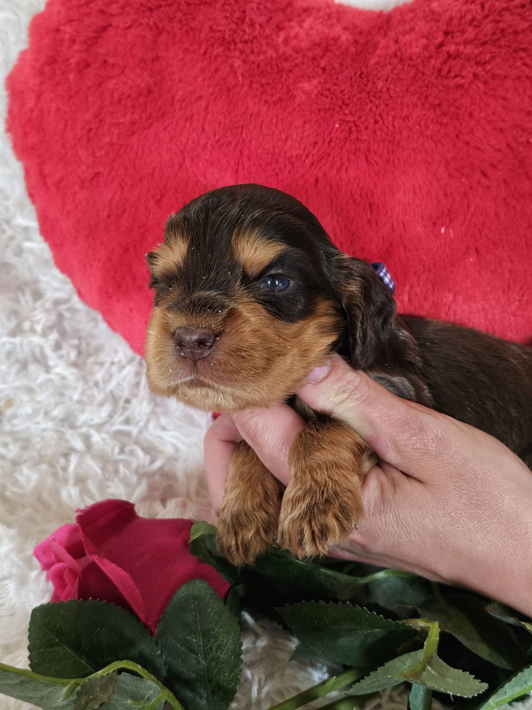 Du Royaume Des Quatre Pattes - Chiots disponibles - Cocker Spaniel Anglais