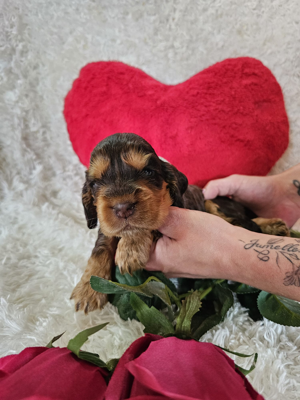 Du Royaume Des Quatre Pattes - Chiots disponibles - Cocker Spaniel Anglais